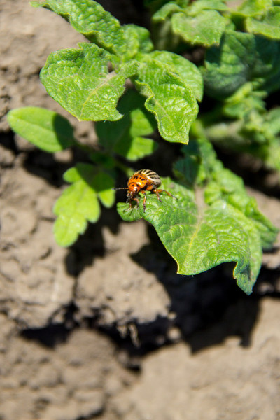 科罗拉多州马铃薯甲虫(Leptinotarsa decemlinata)在马铃薯幼苗上