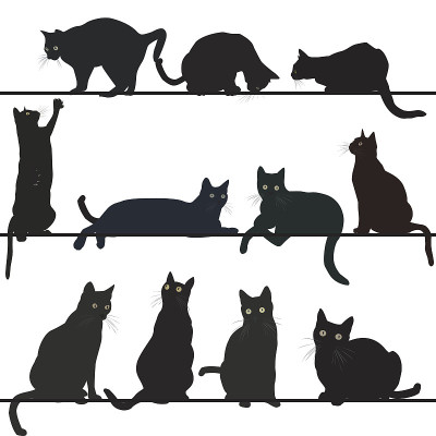 黑猫