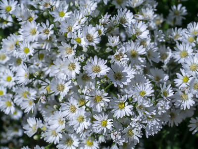 特写玛格丽特雏菊花