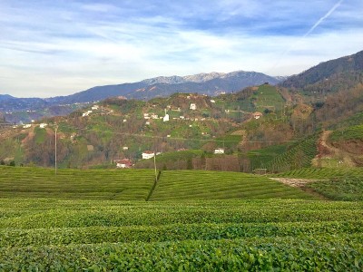 红茶新茶村