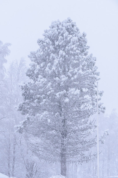 在芬兰的拉普兰，这棵大树在冬季被大雪和恶劣的天气所覆盖。