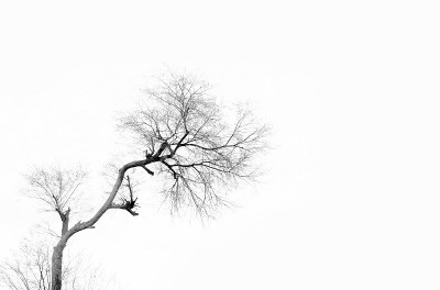 死树