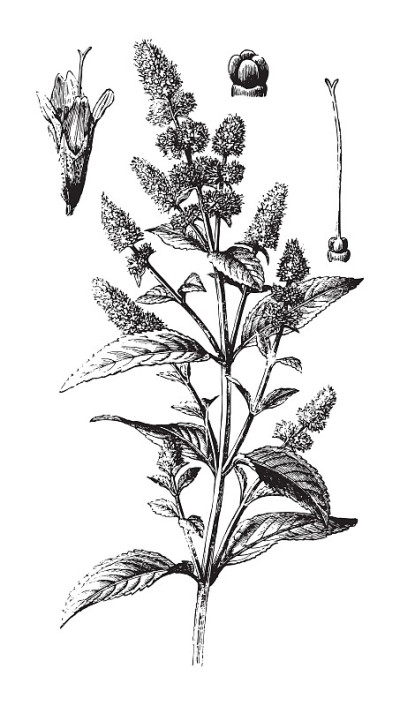 薄荷植物(薄荷×胡椒)-复古插图