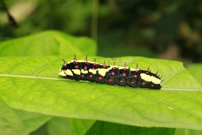 黑色，黄色，红色或粉红色蝴蝶毛虫。Odisha、印度