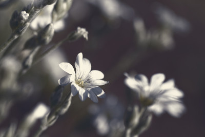 白色的花