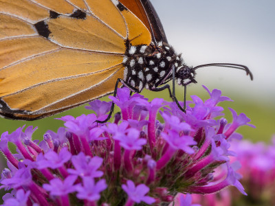 butterfly-1