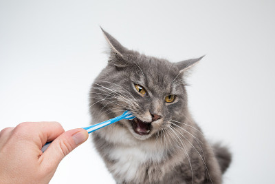猫的牙齿刷