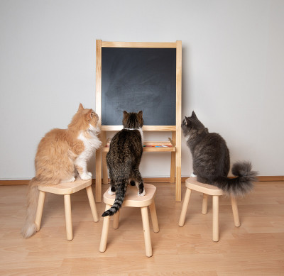 猫的学校