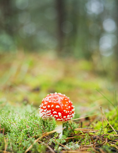 红色蘑菇