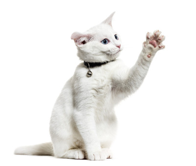 白色小猫混种猫戴着铃铛项圈和玩耍，孤立在白色上