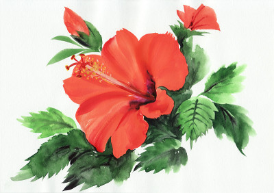 热红芙蓉