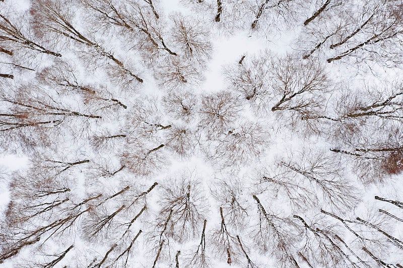 美丽的意大利雪林鸟瞰图。意大利的冬天。意大利阿布鲁佐、拉齐奥和莫利塞国家公园。