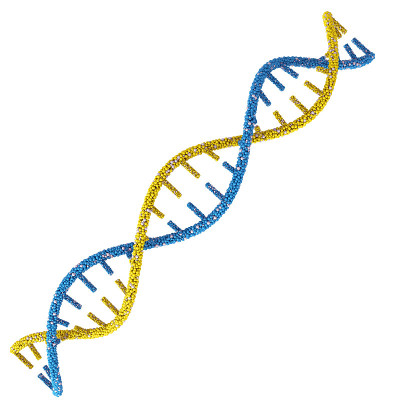 DNA分子