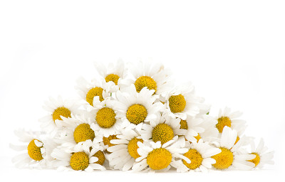 雏菊