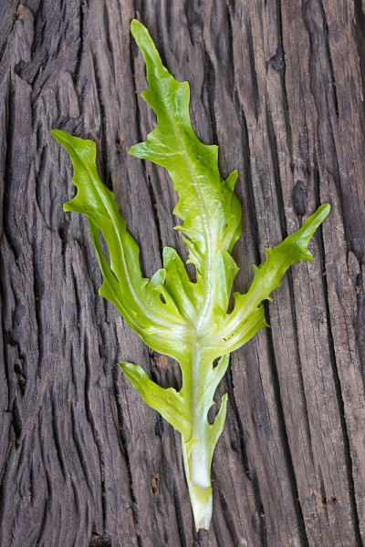 新鲜的生菜沙拉绿叶孤立在质朴的木制背景上;具有挺直的植物习性和甜脆的特点。