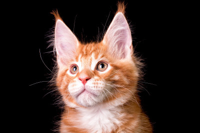 可爱可爱的缅因猫在黑色的背景。