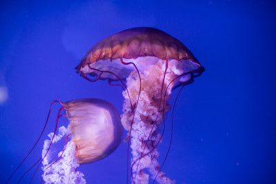 水母在水族馆里游泳