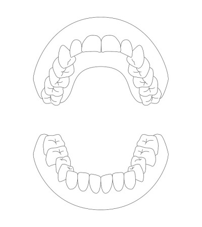 人类牙齿的插图