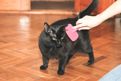 女人正在给黑猫梳毛。宠物美容。毛皮脱落。快乐的动物。