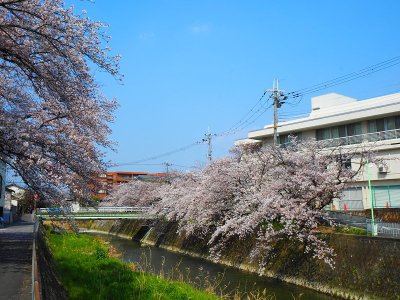 樱花
