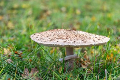 阳伞菇(拉丁文Macrolepiota procera)。