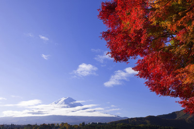 秋叶和富士山