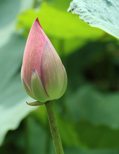 越南河内的莲花