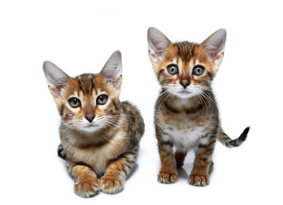 孟加拉猫。