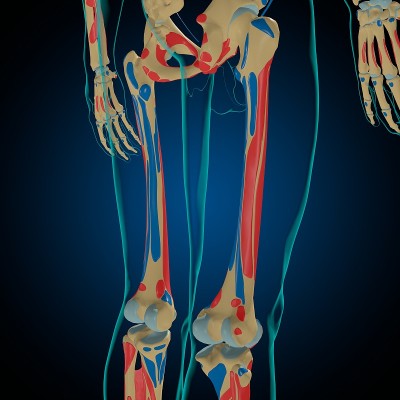 用于医学概念3D的肌肉起源和插入解剖骨骼