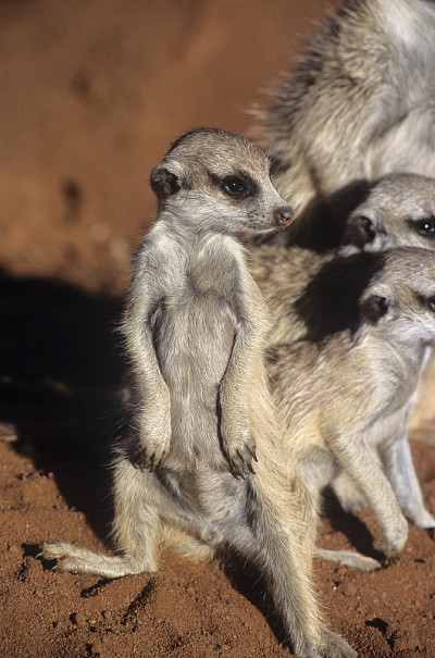 猫鼬或suricate