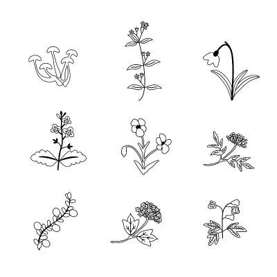向量组植物