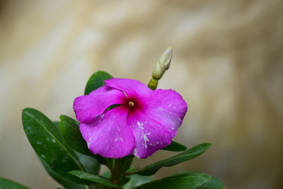 长春花特写，花在花园粉红色，植物背景自然壁纸巴基斯坦常见花照片