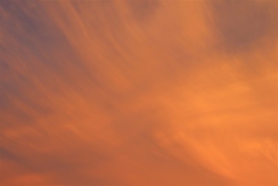 橘子绒毛背景