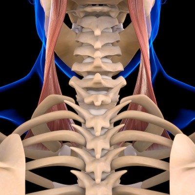 胸锁乳突肌解剖医学概念3D