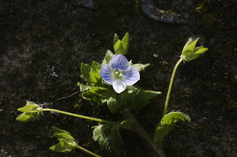 绿色田野speedwell Veronica agrestis小花宏