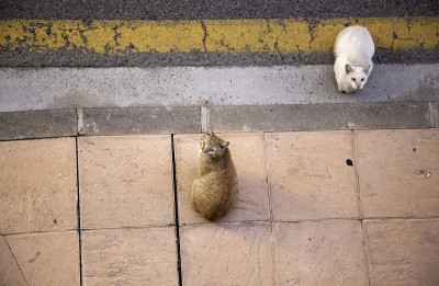 猫在街