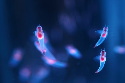 知床妖精Clione