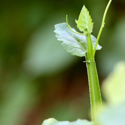 治痔疮的泰国草本植物