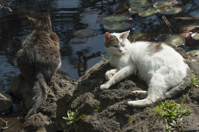 猫