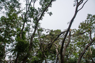 那棵树被猛烈的暴风雨毁坏了。