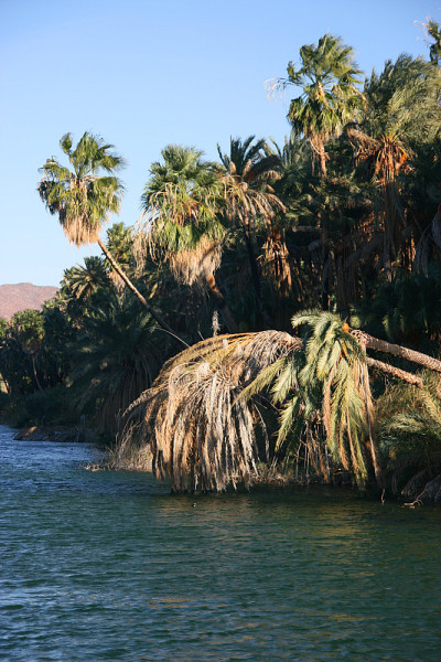 Laguna (lagoon) de San Ignacio, San Ignacio, Baja 