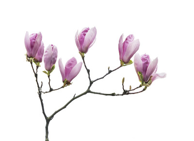 玉兰花