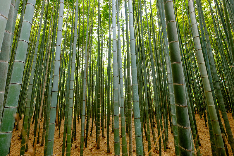 竹林