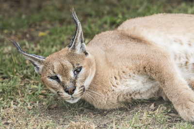 一只警觉的猞猁会在休息时抬起头