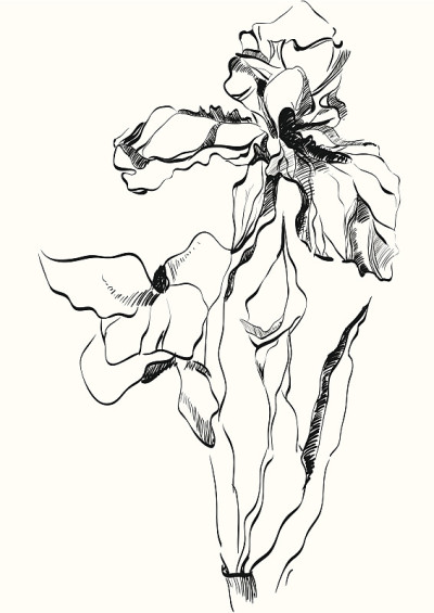虹膜花