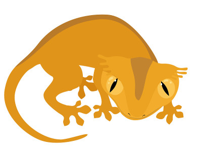 Eyelash-Gecko
