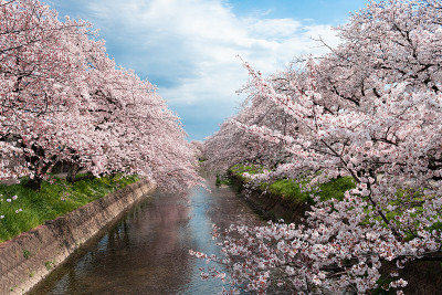 粉红色的吉野樱花和湛蓝的天空充满了河岸