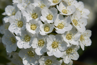 Spiraea canescens