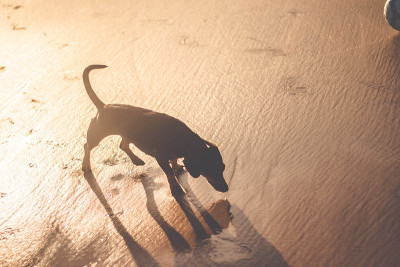 可爱的腊肠犬在沙滩上奔跑