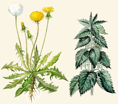 蒲公英和荨麻